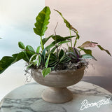 Tropical plant dish garden by Bloomstall - plant shop columbia, tn