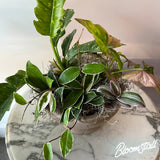 columbia tennessee plant shop - tropical house plants - indoor plants