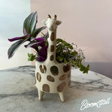 Giraffe tropical dish garden