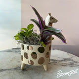 Giraffe tropical dish garden