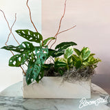 modern dish garden - columbia tennessee plant shop