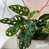 modern tropical dish garden