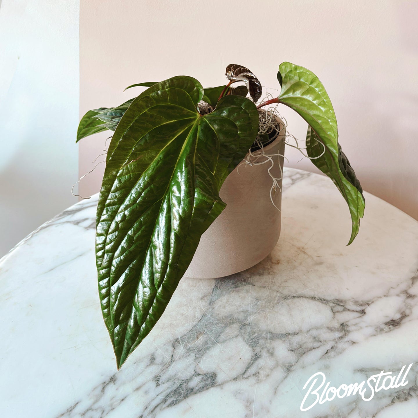 Anthurium Radicans x Luxurians