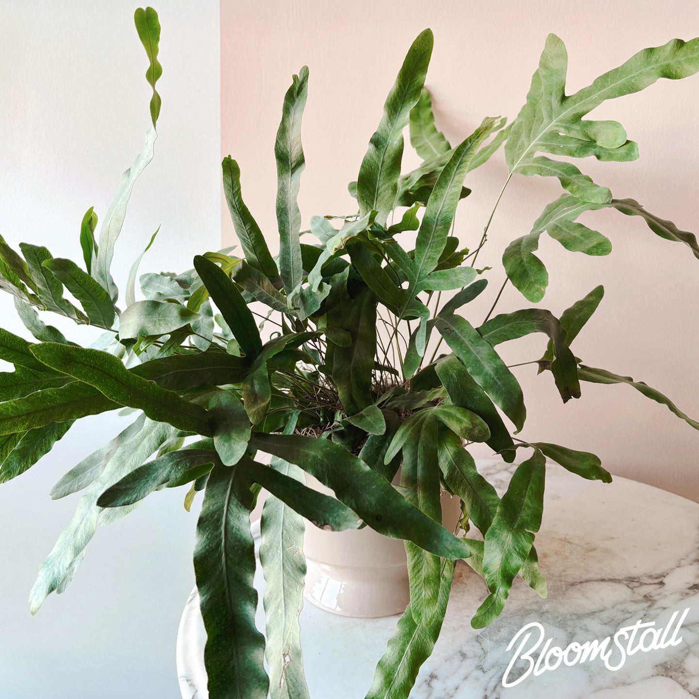 Blue Star Fern - Bloomstall Flowers & Plants