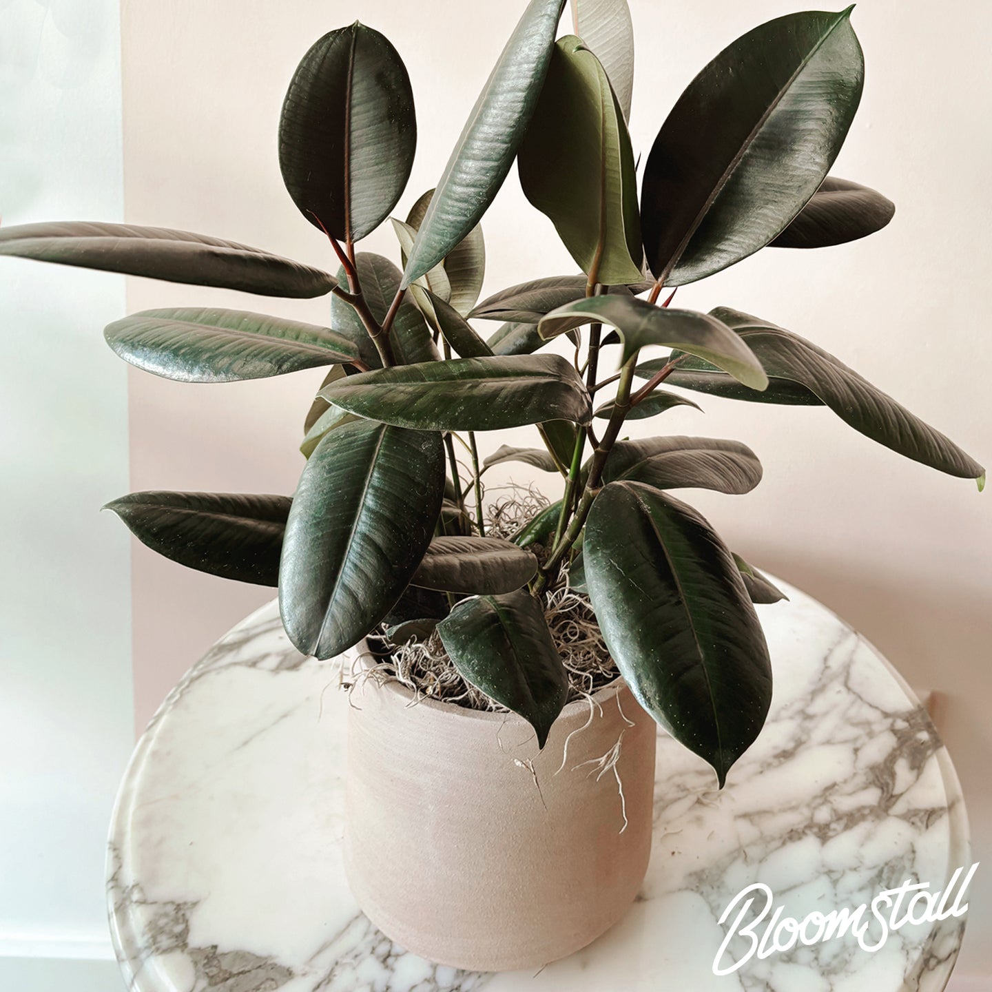 rubber tree bloom Ficus Burgundy Rubber Plant