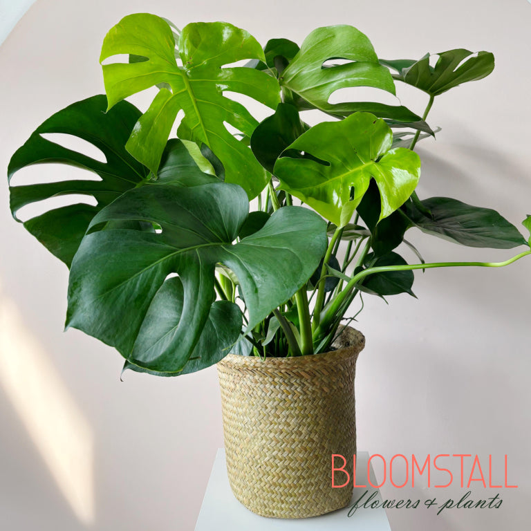 monstera plant kopen Monstera Deliciousa House Plant