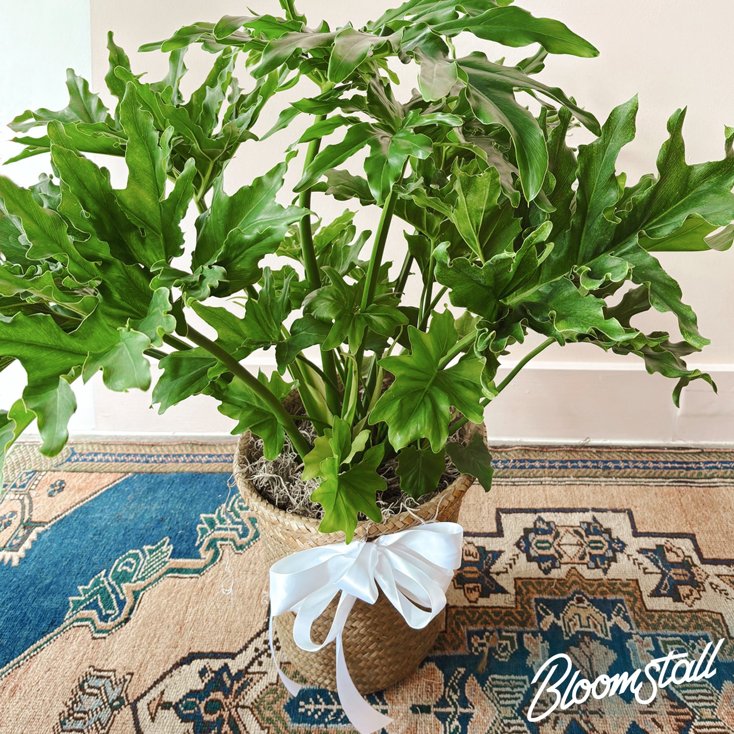 Philodendron Selloum Hope House Plant. Includes a grass basket and ribbon. Plant size is about 3' tall.