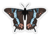 Clear Brown Swallowtail Butterfly Sticker, 3x2in
