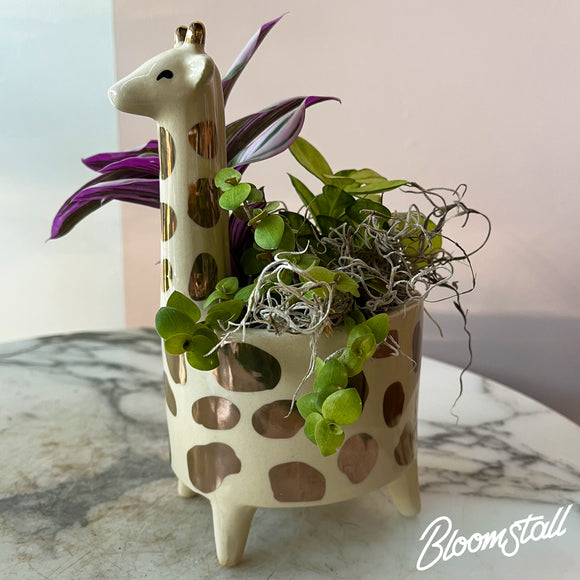 Giraffe tropical dish garden