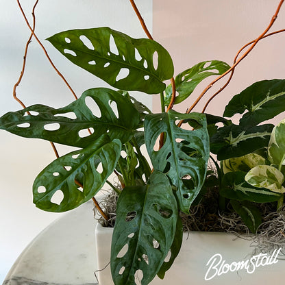 close up view of a Tropical box planter