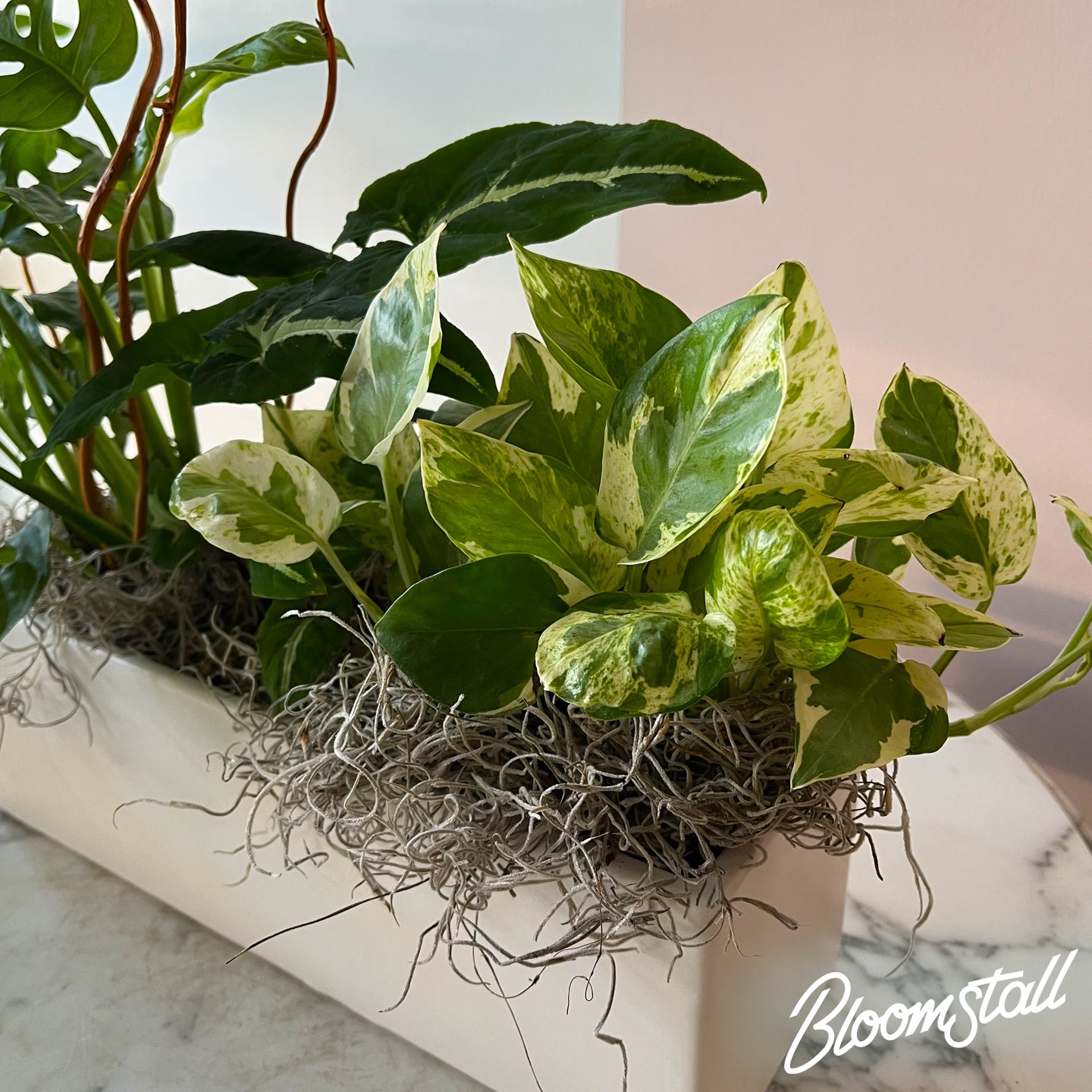 alternative view of the Tropical box planter