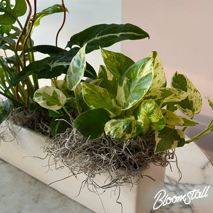 alternative view of the Tropical box planter