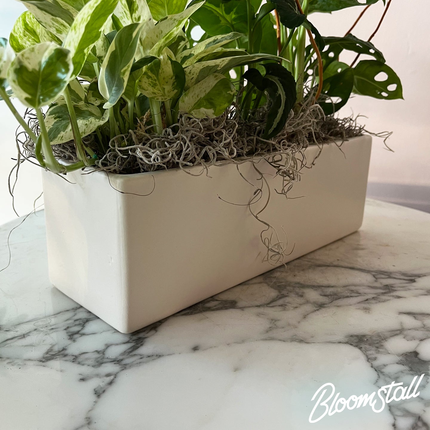 lovely ceramic dish tropical plant garden by by bloomstall plant shop in columbia tn