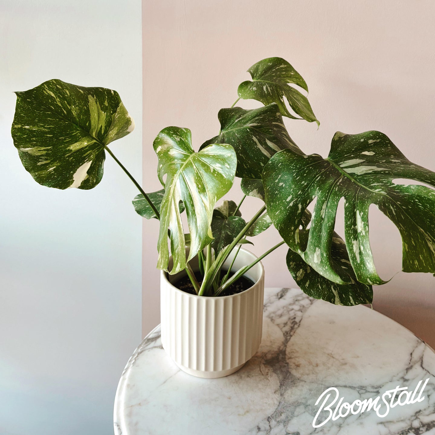 Monstera ‘Thai Constellation’ house plant