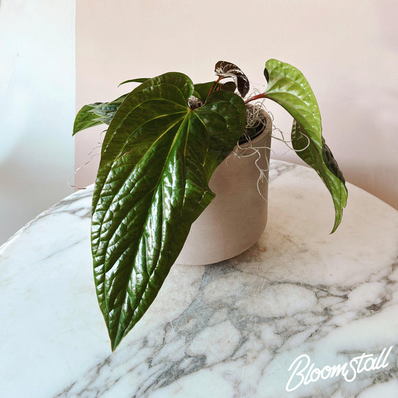 Anthurium Radicans x Luxurians - House Plants by Bloomstall