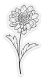 November Birth Month Flower: Chrysanthemum, 1.8x3.5in.
