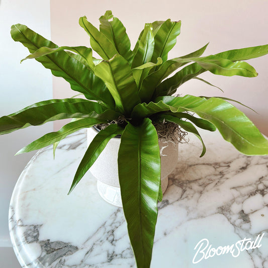 Bird’s Nest Fern - House Plants by Bloomstall