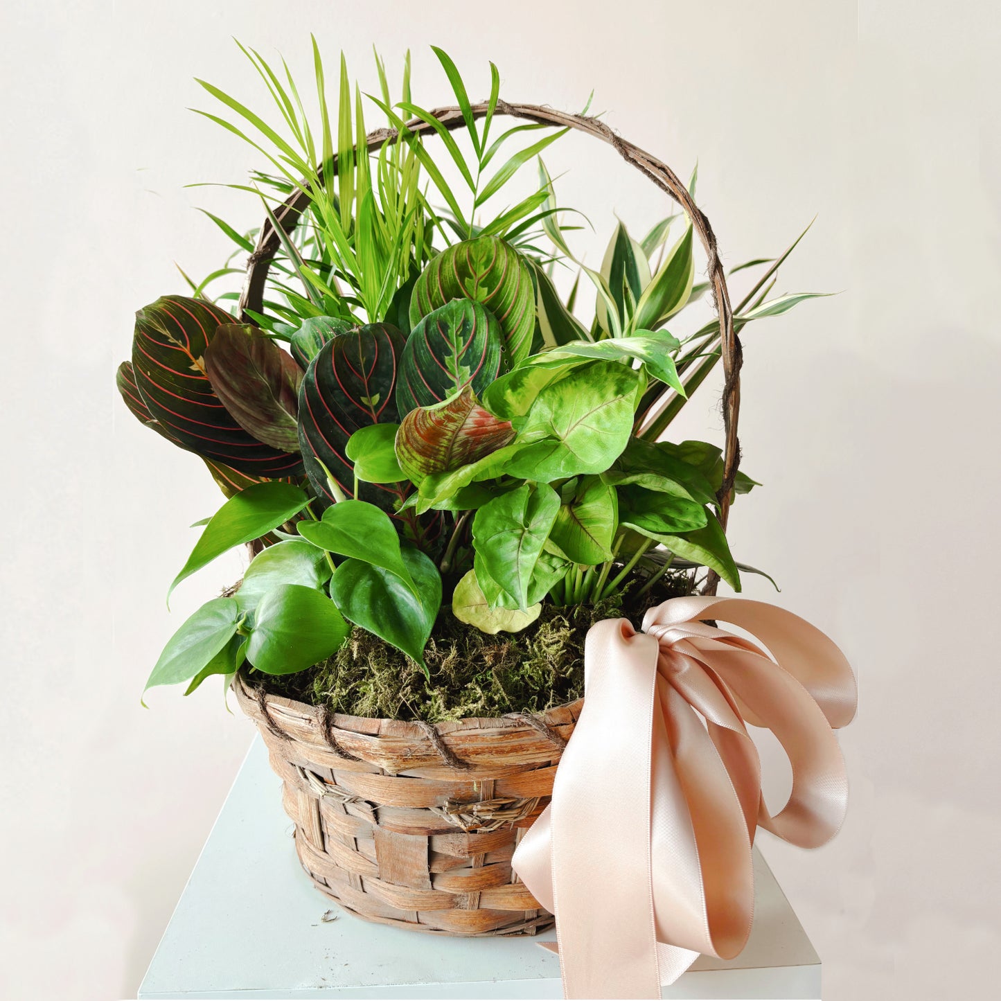 Image shows a plant dish garden in a woven, bark basket and features several small tropical plants and a bow.