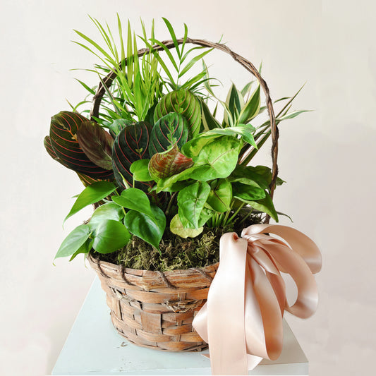 Image shows a plant dish garden in a woven, bark basket and features several small tropical plants and a bow.