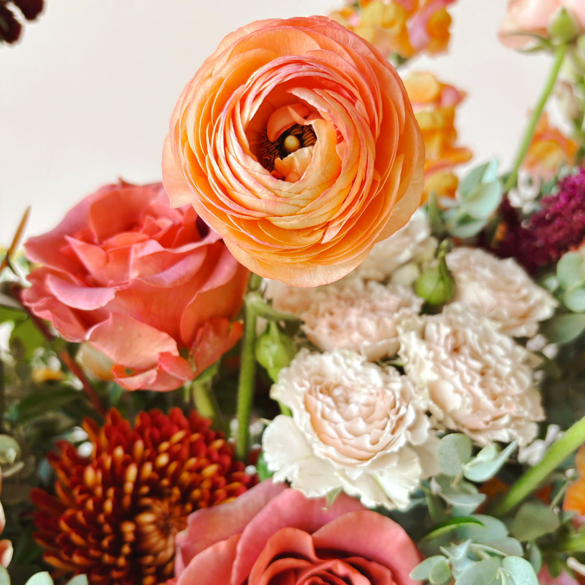 close up image of a peachy, blush ranunculus flower