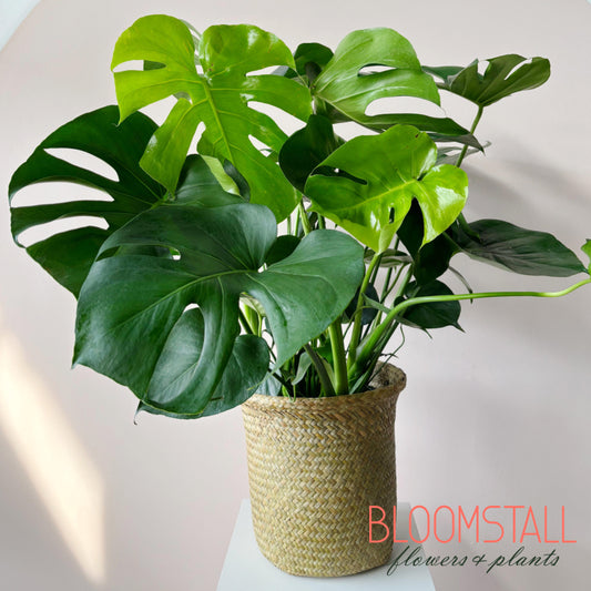 Monstera Deliciousa House Plant