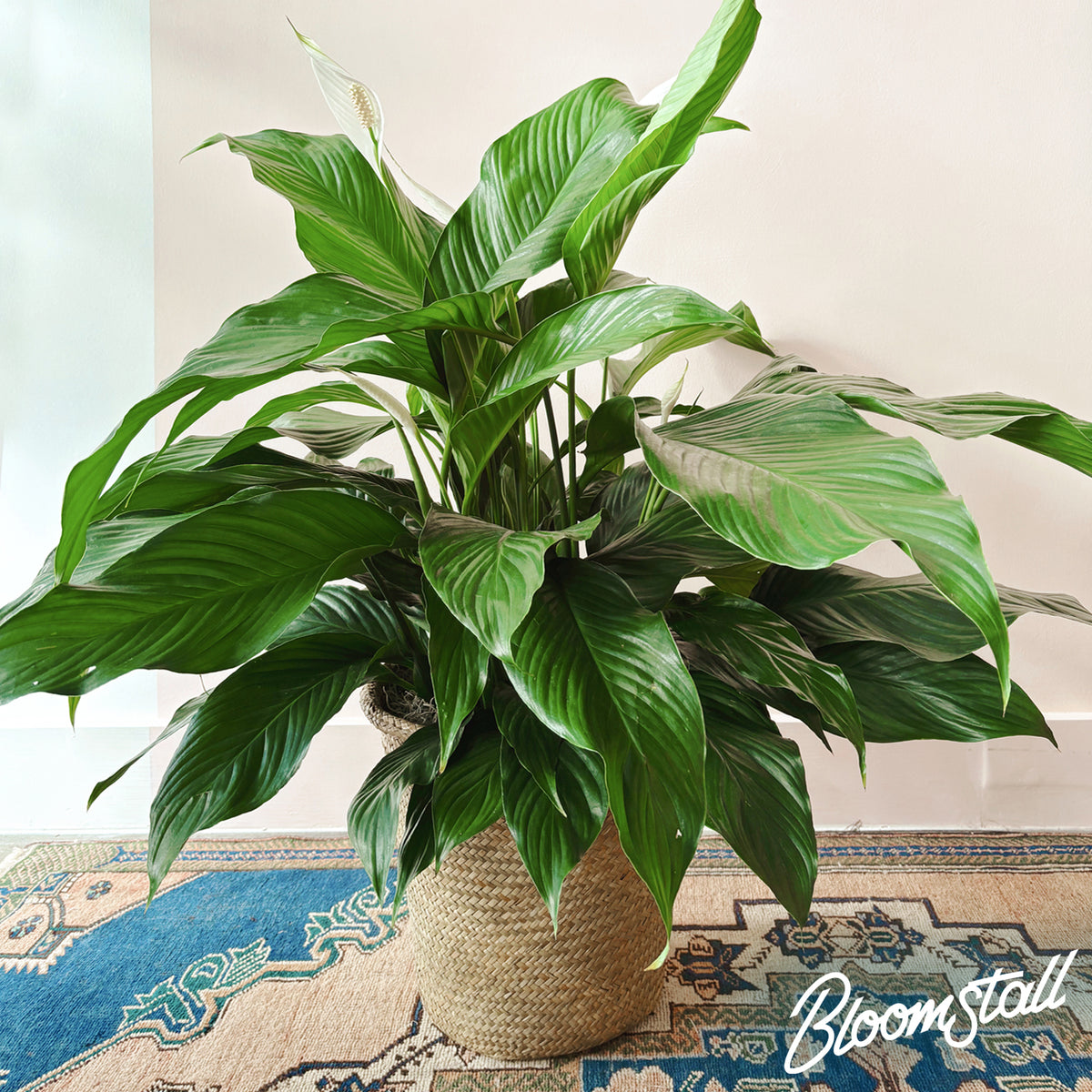 Peace Lily - Columbia, Tennessee