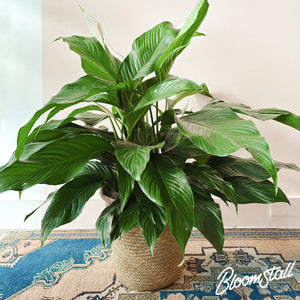 Peace Lily - Columbia, Tennessee