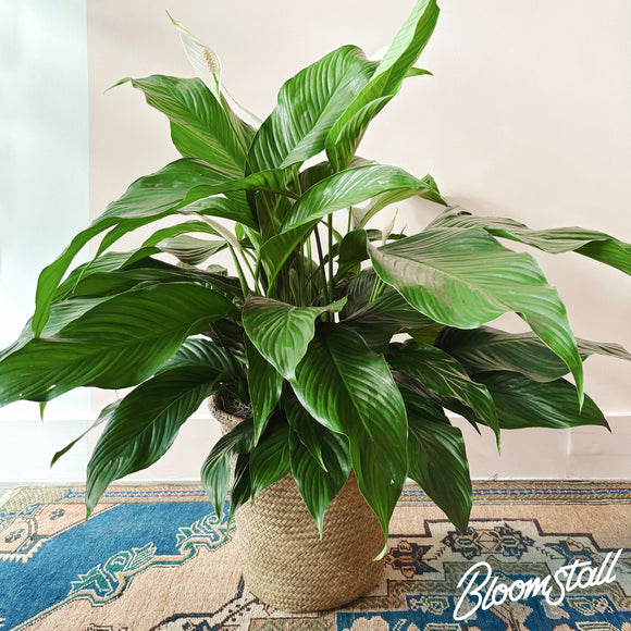 Peace Lily - Columbia, Tennessee