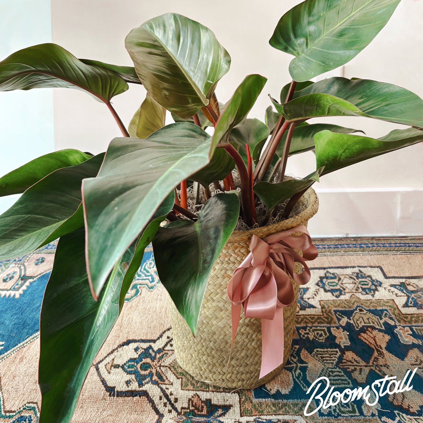 Potted plant with a pink ribbon on a patterned rug, featuring the brand 'BloomStalk'.