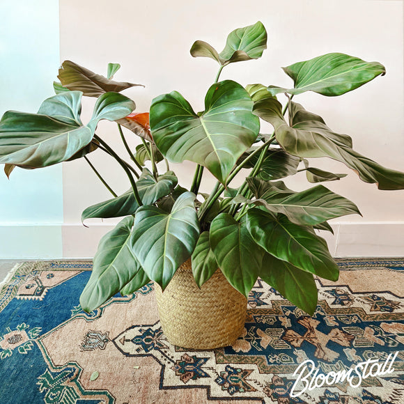 Philodendrom Summer Glory - Bloomstall Flower Boutique
