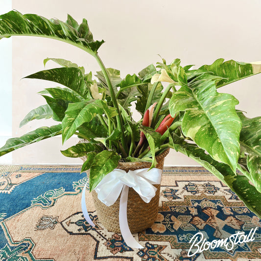 Potted plant with a decorative bow on a patterned rug, featuring the brand 'Bloomstail'.