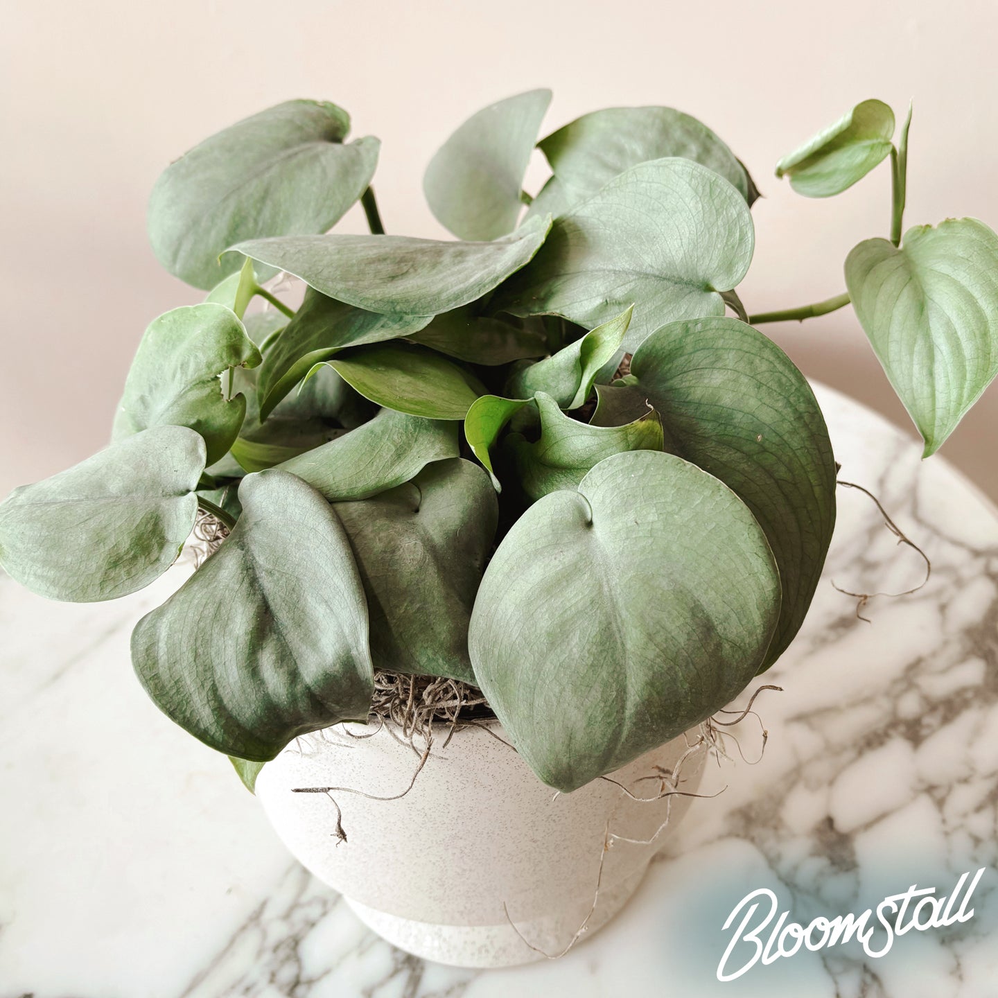 Scindapsus ‘Java Platinum’ tropical plant