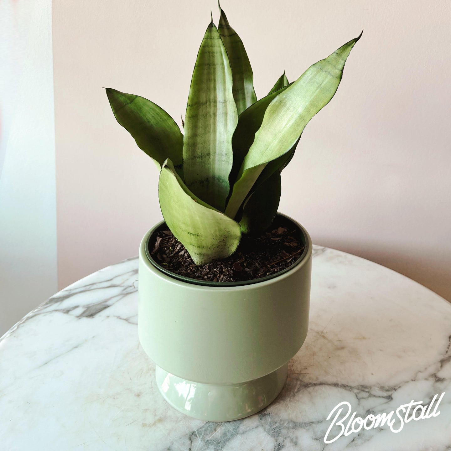 Snake Plant - Bloomstall Flowers & Plants